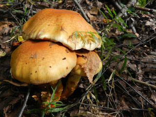 Mushroom in the grass in a good day
