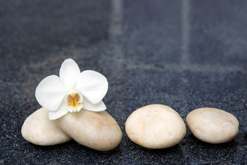 Naklejka na ściany i meble Single orchid flowers and white stones.