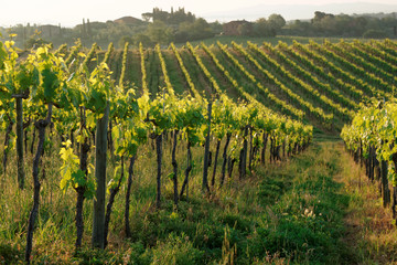 Fototapeta na wymiar Rows of vines in Tuscany