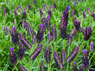 Lavendelfeld Detailaufnahme