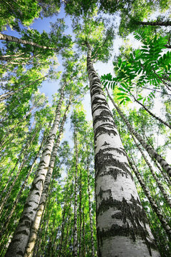 Fototapeta forest birch