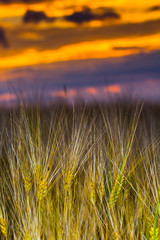 Grain field on the sunset