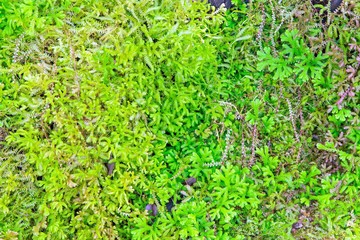 closeup old Stone Overgrown with Green Moss in forest

