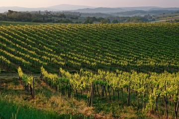 Fototapeta na wymiar Tuscan vineyard at sunrise