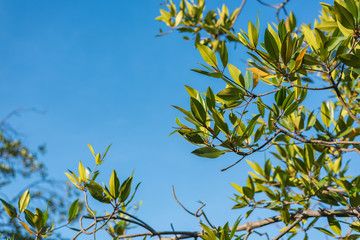 Branch of mangrove on the blue sky. Selective Focus.