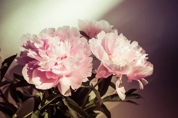 Fototapete Pfingstrosen Pfingstrosen "Vintage"  © sabris