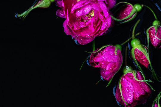 Fototapeta Rose buds tea rose with rain drops lying on a black background