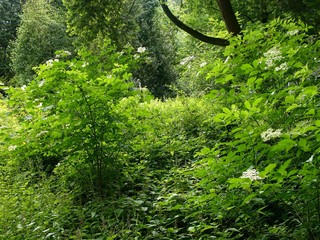 Grünes Dickicht aus Bäumen, Büschen und Sträuchern im Sommer bei Sonnenschein im Weberpark in Oerlinghausen bei Bielefeld am Hermannsweg im Teutoburger Wald in Ostwestfalen-Lippe