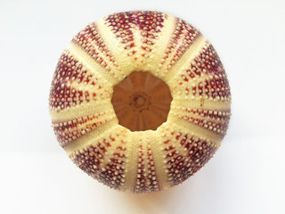 Upside down red sea urchin shell on white background © Cohncentric