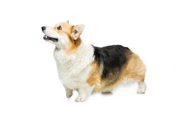 Beautiful welsh corgi dog