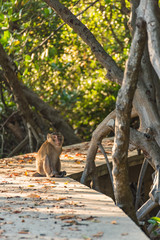 Monkey sitting on the pathway. Selective Focus.