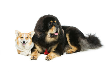 Corgi and mastiff dogs