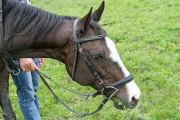 Horse in bridle eating grass