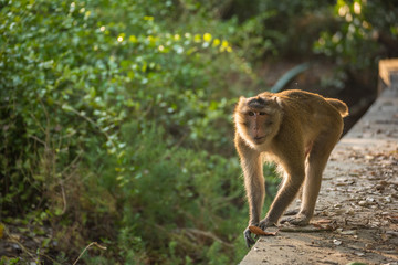 Monkey walking on the pathway. Selective Focus.