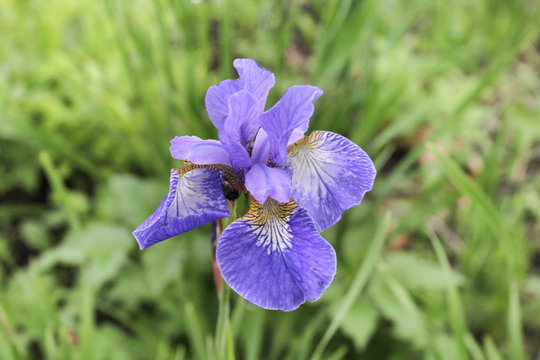 Purple iris on the blurred background