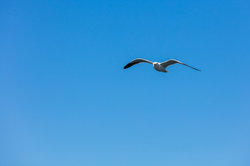 Möwe