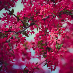 Beautiful pink blossom