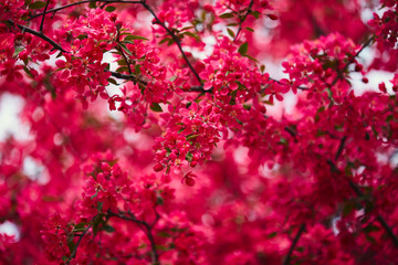 Branches of spring blooming tree