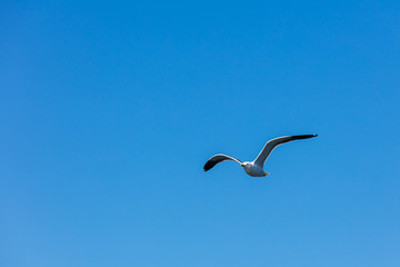 Möwe