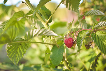 Detail of growing raspberries in hydroponic plantation