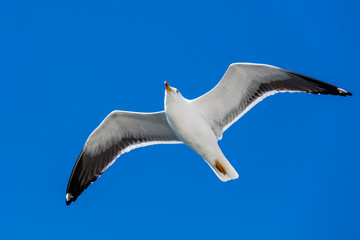 Möwe