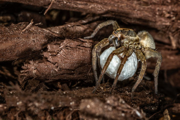 Female wolf spider