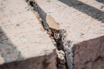 Ladybird hiding inside a crack in stone wall on a sunny spring day in Israel