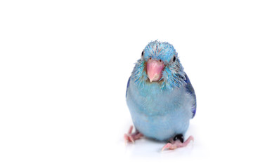 Cute Baby Pacific Parrotlet, Forpus coelestis, perched against  white background