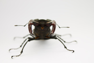 horns stag beetle closeup on a light background