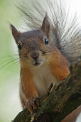 Young squirrel sitting on the tree. Eurasian red squirrel (Sciurus vulgaris).