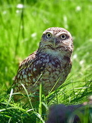 Burrowing owl (Athene cunicularia)