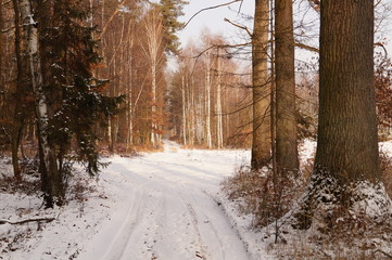 Droga leśna zimą