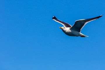 Möwe