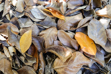 brown leaf of jackfruit tree on ground