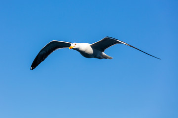 Möwe