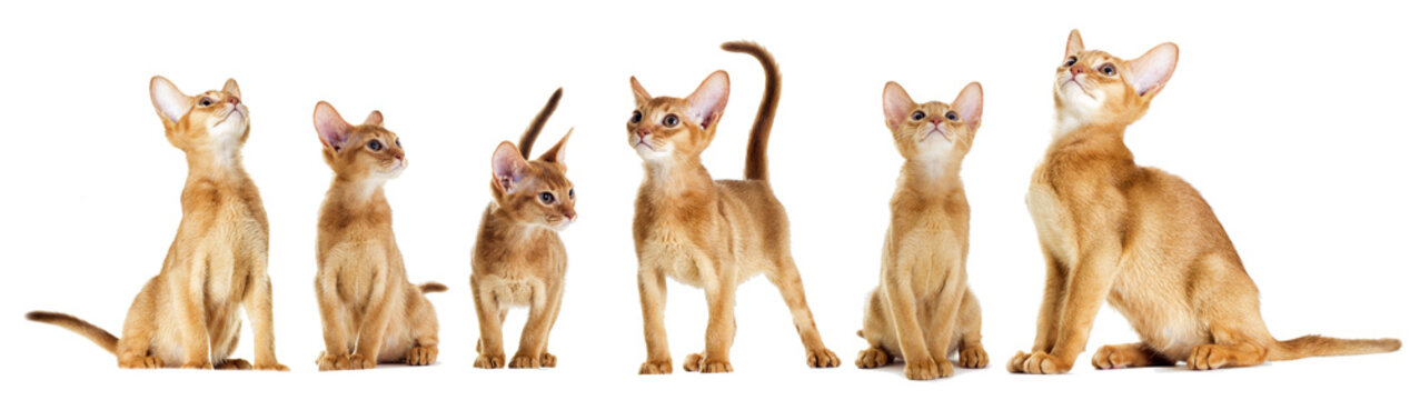 รูปภาพAbyssinian – เลือกดูภาพถ่ายสต็อก เวกเตอร์ และวิดีโอ32,827 | Adobe ...