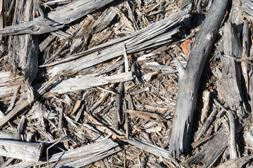 Decomposing gray wood shards