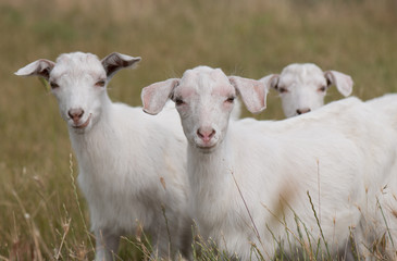 Трое козлят на поле в траве 
