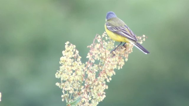 Small yellow wagtail sitting on the branch (Motacilla flava). Full HD footage.