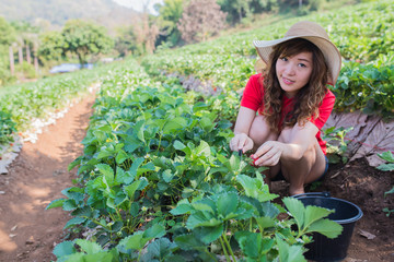 Picking strawberry