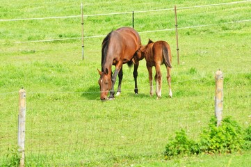 Mare and Colt