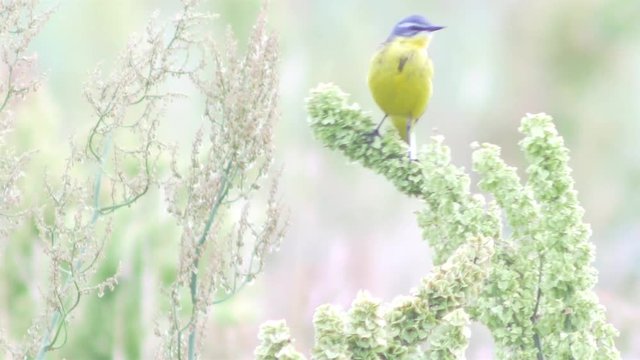 Small yellow wagtail sitting on the branch (Motacilla flava). Full HD footage.