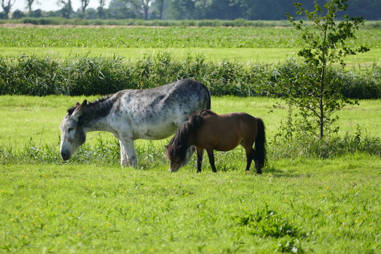 pony and donkey