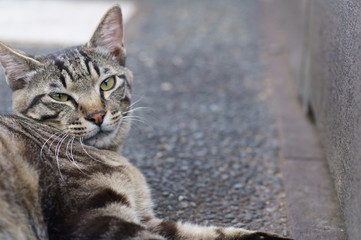 Naklejka premium 猫