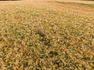 Aerial view of a cornfield / wheat field in the countryside - germany