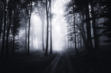 Fototapeta na wymiar dark woods at night