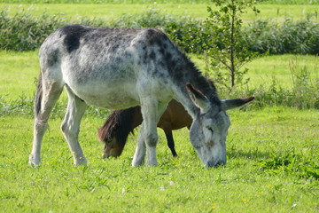pony and donkey