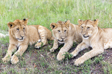 Three lovely young lion cub resting on the grass in the savannah  in a park Tarangire, Tanzania