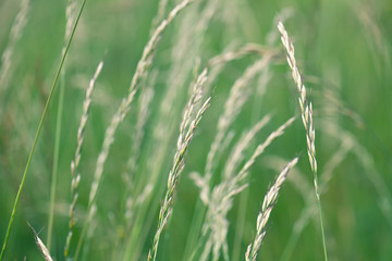 Fototapeta premium field plants spikelets weeds