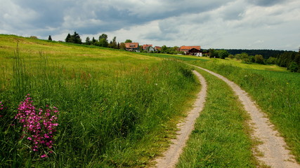 malerischer Wiesenweg im Nordschwarzwald mit Blumen am Wegesrand